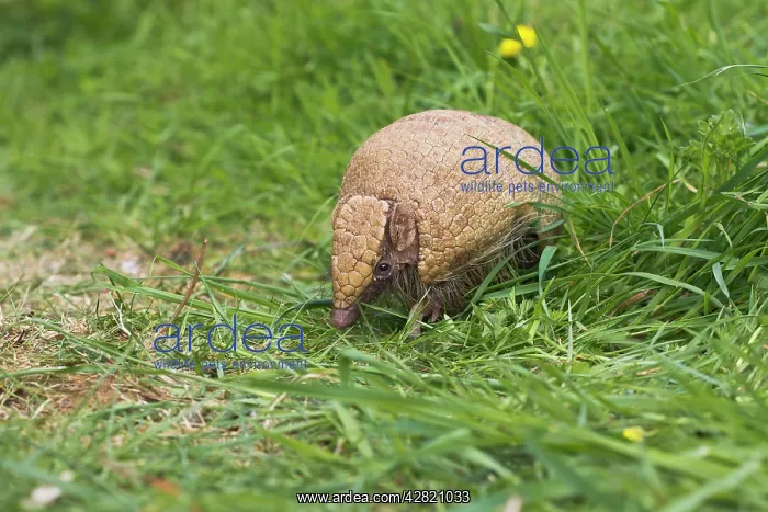 : Three Banded Armadillo : Three Banded Armadillo
