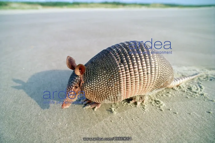 : NINE BANDED ARMADILLO - on beach : NINE BANDED ARMADILLO - on beach