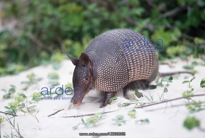 : NINE BANDED ARMADILLO - on beach : NINE BANDED ARMADILLO - on beach