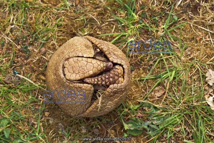 : Three Banded Armadillo - opening - sequence 1 of 3 : Three Banded Armadillo - opening - sequence 1 of 3