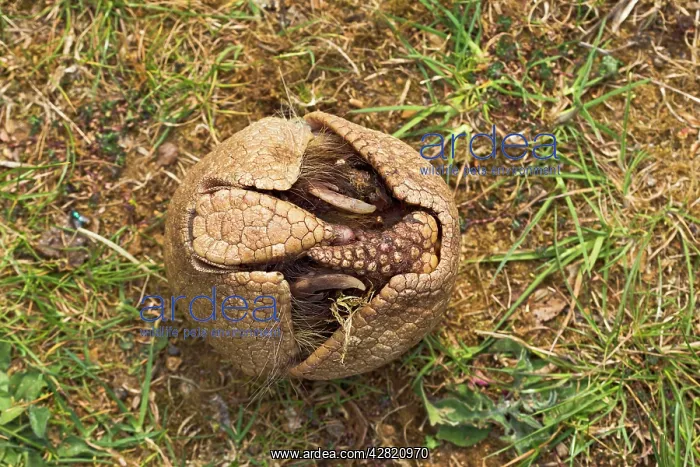: Three Banded Armadillo - opening - sequence 2 of 3 : Three Banded Armadillo - opening - sequence 2 of 3