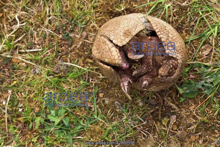 : Three Banded Armadillo - opening - sequence 3 of 3 : Three Banded Armadillo - opening - sequence 3 of 3