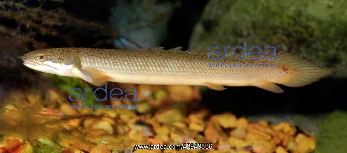 : Banded Bichir : Banded Bichir