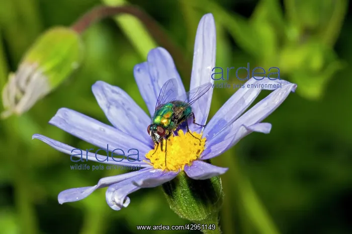 : Banded Blowfly - male feeding on nectar from daisy flower : Banded Blowfly - male feeding on nectar from daisy flower