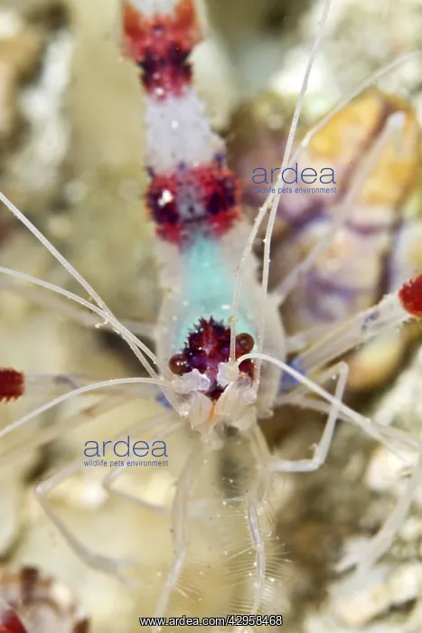: Banded Boxer Shrimp : Banded Boxer Shrimp