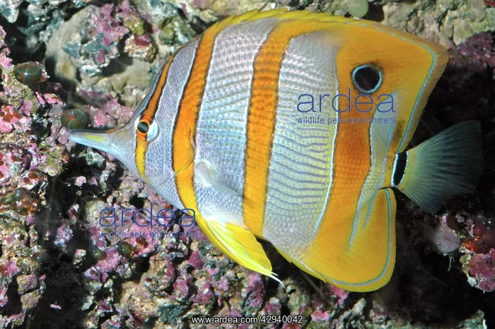 : Banded Butterfly Fish : Banded Butterfly Fish