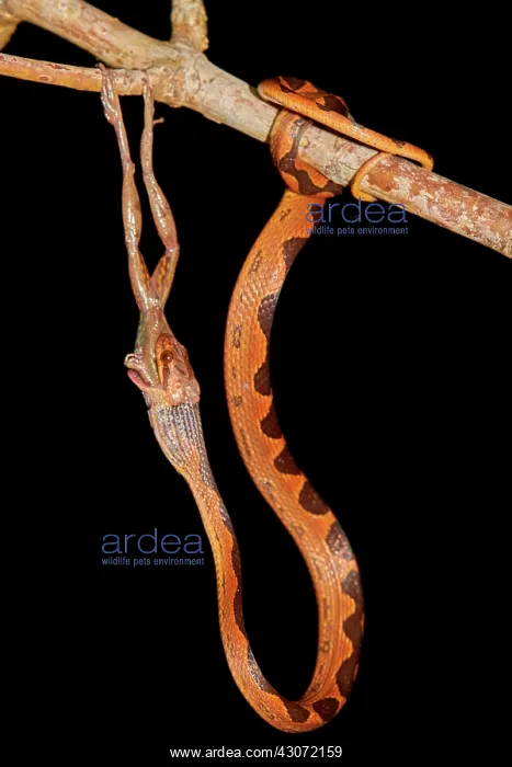 : Banded Cat-eyed Snake (Leptodeira annulata) and : Banded Cat-eyed Snake (Leptodeira annulata) and