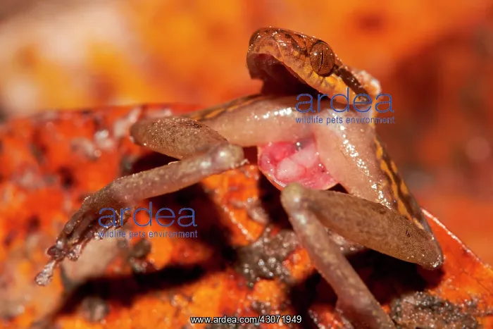: Banded Cat-eyed Snake (Leptodeira annulata) eating : Banded Cat-eyed Snake (Leptodeira annulata) eating