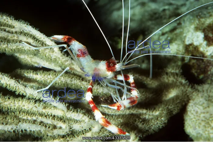 : BANDED CORAL SHRIMP : BANDED CORAL SHRIMP