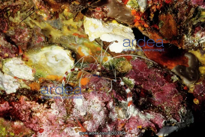 : Banded coral shrimp, often cleans parasites and : Banded coral shrimp, often cleans parasites and