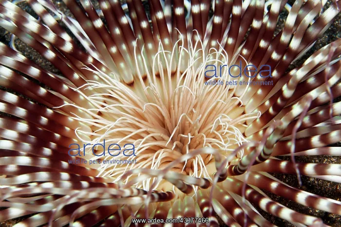 : Banded cylinder rose (Isarachnanthus nocturnus) : Banded cylinder rose (Isarachnanthus nocturnus)