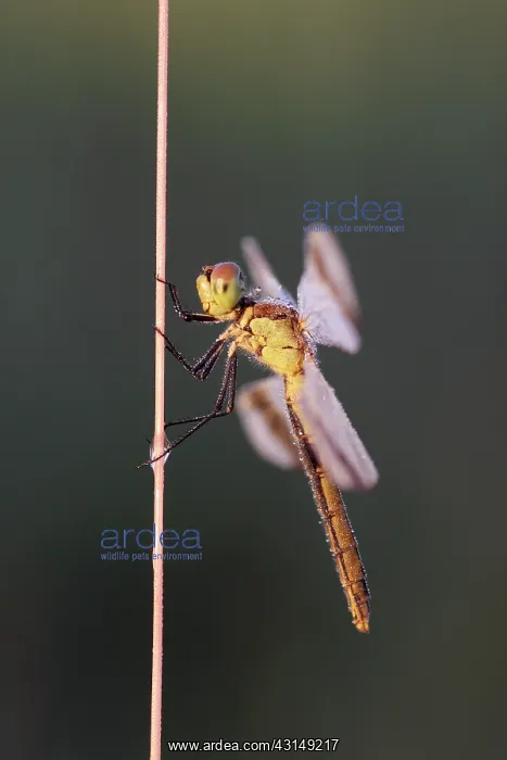 : Banded Darter : Banded Darter
