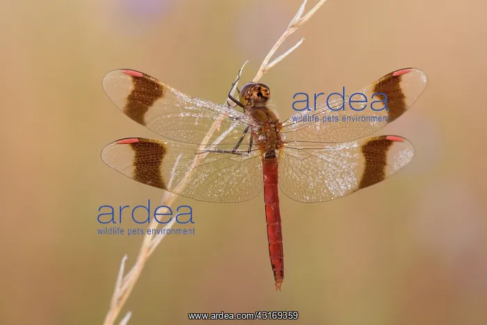 : Banded Darter : Banded Darter