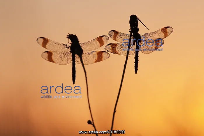 : Banded Darter : Banded Darter