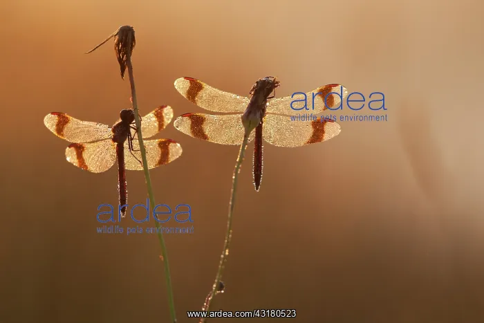 : Banded Darter : Banded Darter