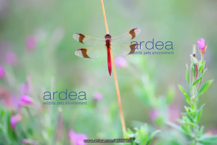 : Banded Darter : Banded Darter