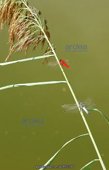: Banded Darter Dragonfly - male & female showing : Banded Darter Dragonfly - male & female showing