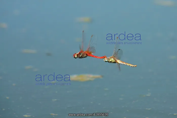  : Banded Darter Dragonfly - pair mating in a garden