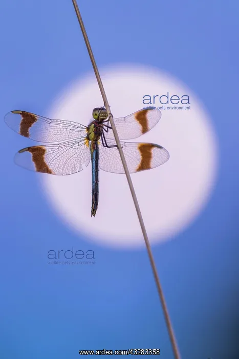 : Banded darter (Sympetrum pedemontanum ) on a blade : Banded darter (Sympetrum pedemontanum ) on a blade