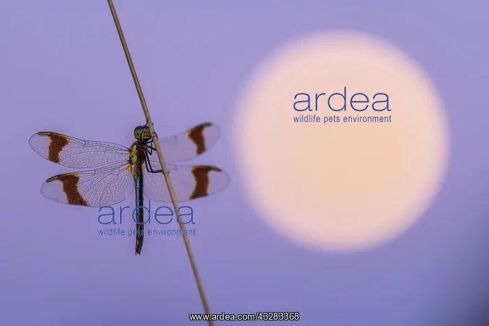 : Banded darter (Sympetrum pedemontanum ) on a blade : Banded darter (Sympetrum pedemontanum ) on a blade