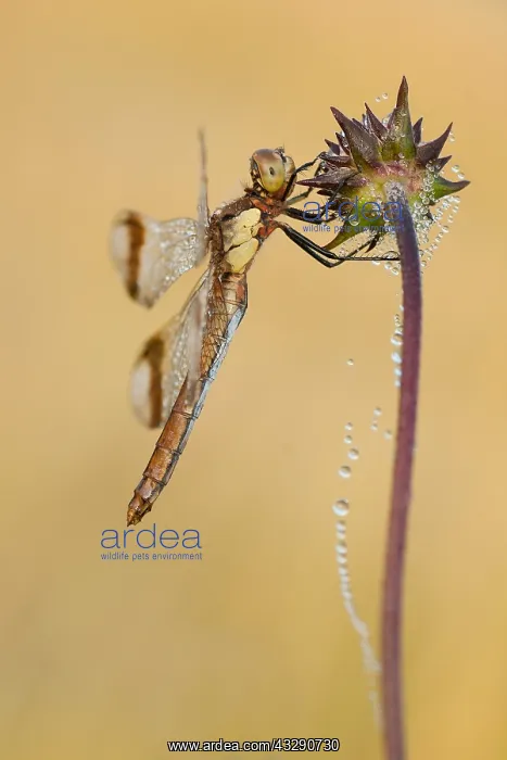 : Banded Darter (Sympetrum pedemontanum) on Devil : Banded Darter (Sympetrum pedemontanum) on Devil