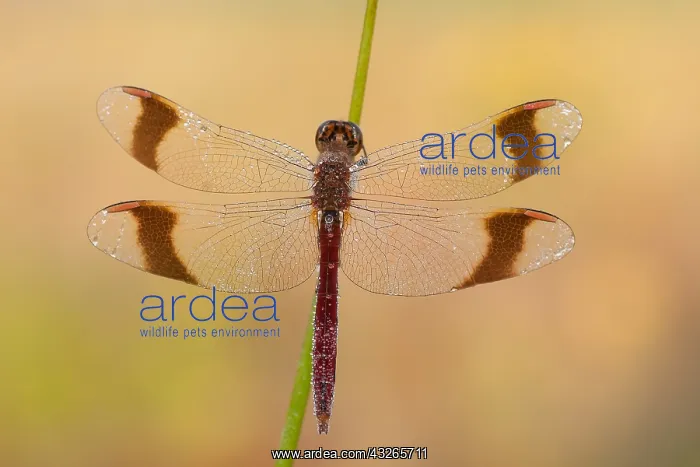 : Banded darter (Sympetrum pedemontanum) waiting : Banded darter (Sympetrum pedemontanum) waiting
