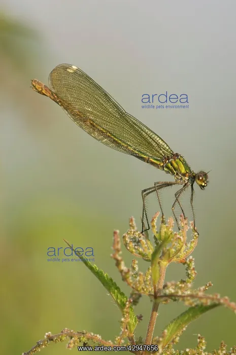 : Banded demoiselle : Banded demoiselle