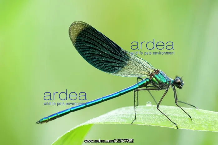  : Banded demoiselle