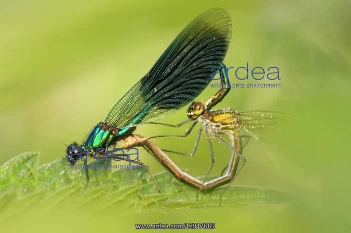 : Banded demoiselle : Banded demoiselle