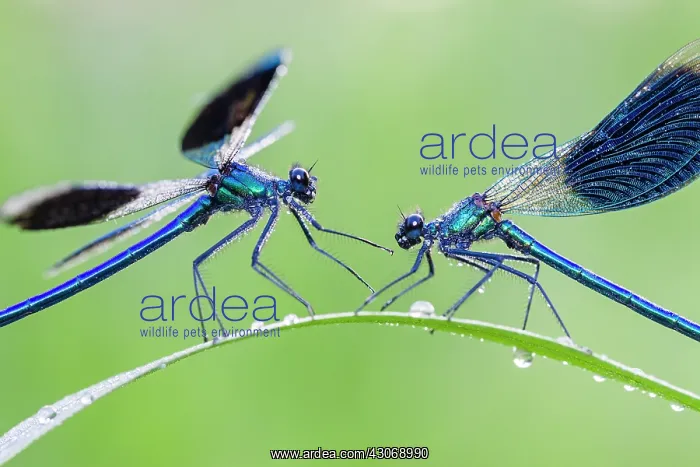 : Banded Demoiselle : Banded Demoiselle