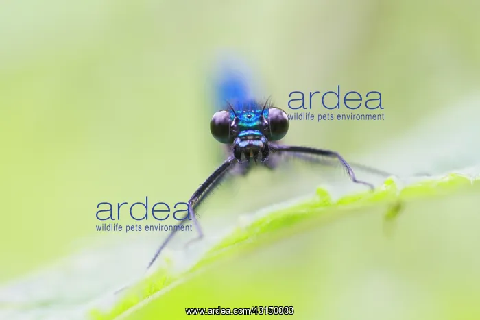 : Banded Demoiselle : Banded Demoiselle