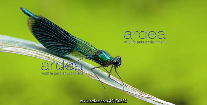 : Banded Demoiselle : Banded Demoiselle