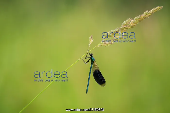 : Banded Demoiselle : Banded Demoiselle