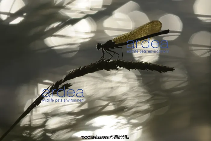 : Banded Demoiselle : Banded Demoiselle