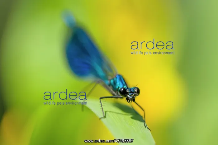 : Banded Demoiselle : Banded Demoiselle