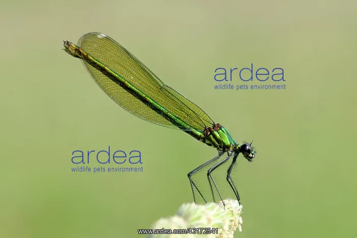 : Banded Demoiselle : Banded Demoiselle