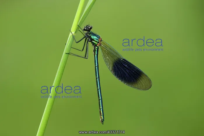 : Banded Demoiselle (Calopteryx splendens) : Banded Demoiselle (Calopteryx splendens)