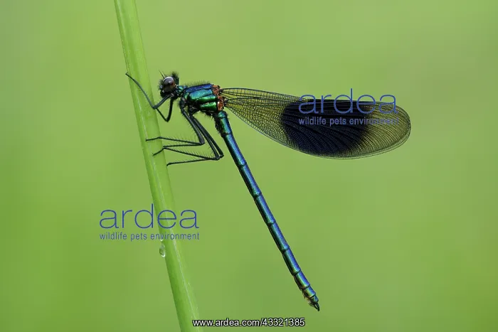 : Banded Demoiselle (Calopteryx splendens) : Banded Demoiselle (Calopteryx splendens)