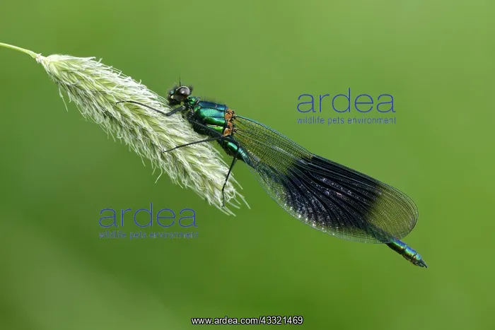 : Banded Demoiselle (Calopteryx splendens) : Banded Demoiselle (Calopteryx splendens)