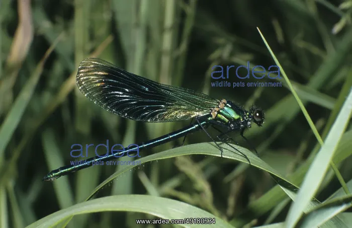 : Banded demoiselle (Calopteryx splendens) : Banded demoiselle (Calopteryx splendens)