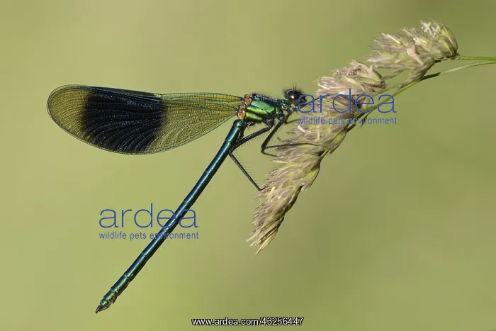 : Banded Demoiselle (Calopteryx splendens) early : Banded Demoiselle (Calopteryx splendens) early