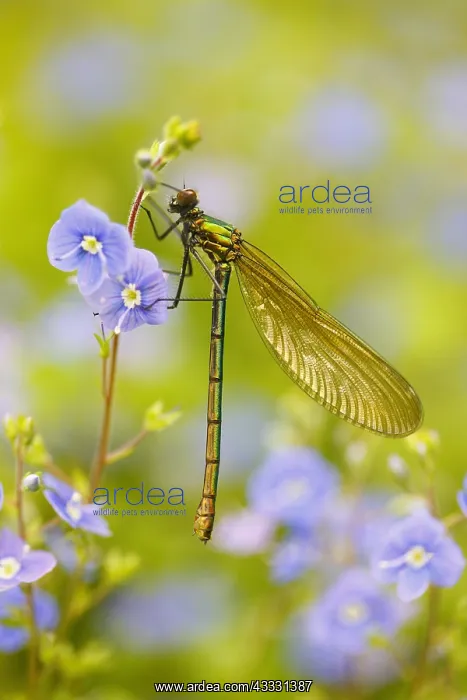 : Banded demoiselle (Calopteryx splendens) -female- : Banded demoiselle (Calopteryx splendens) -female-