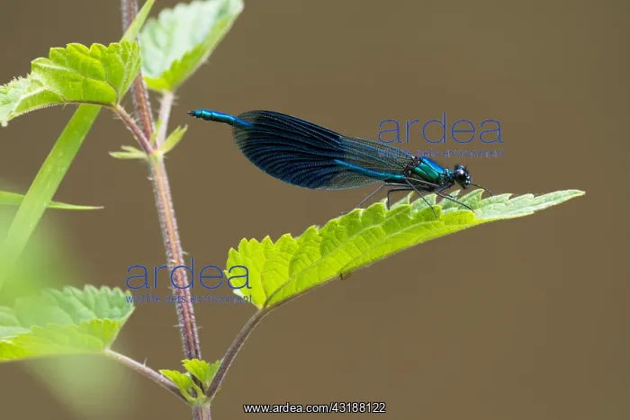 : Banded demoiselle (calopteryx splendens), male : Banded demoiselle (calopteryx splendens), male