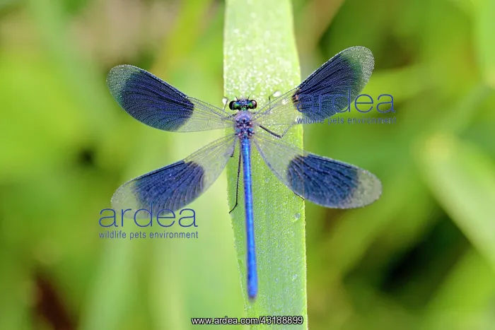 : Banded demoiselle (Calopteryx splendens), male with : Banded demoiselle (Calopteryx splendens), male with
