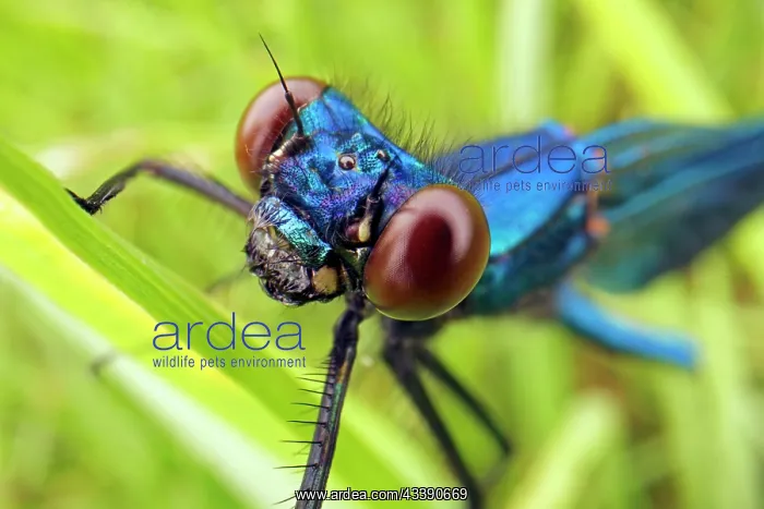 : Banded demoiselle (Calopteryx splendens), male : Banded demoiselle (Calopteryx splendens), male