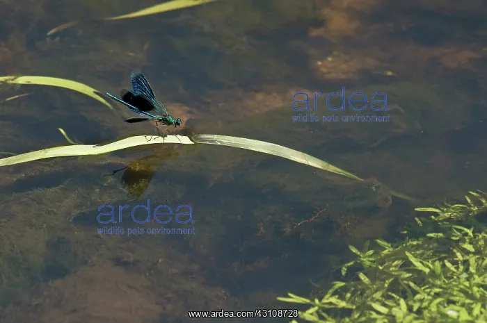 : Banded Demoiselle damselfly (Calopteryx splendens) : Banded Demoiselle damselfly (Calopteryx splendens)