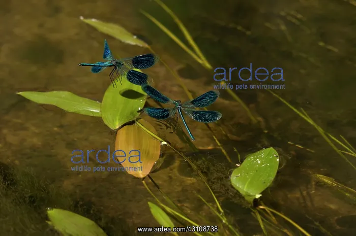 : Banded Demoiselle damselfly (Calopteryx splendens) : Banded Demoiselle damselfly (Calopteryx splendens)