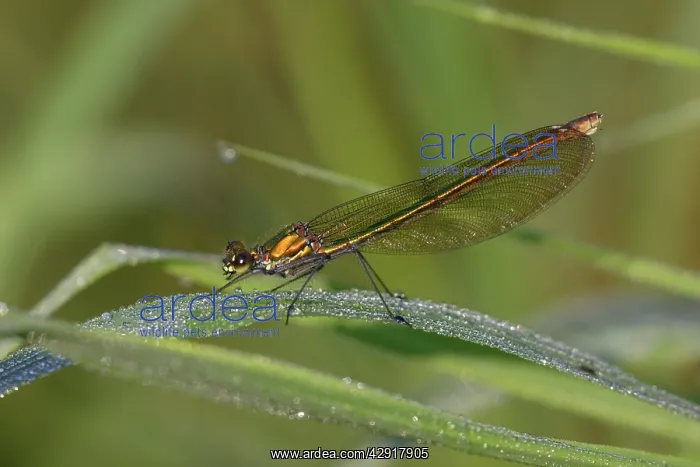: Banded Demoiselle Damselfly - female resting on grass : Banded Demoiselle Damselfly - female resting on grass