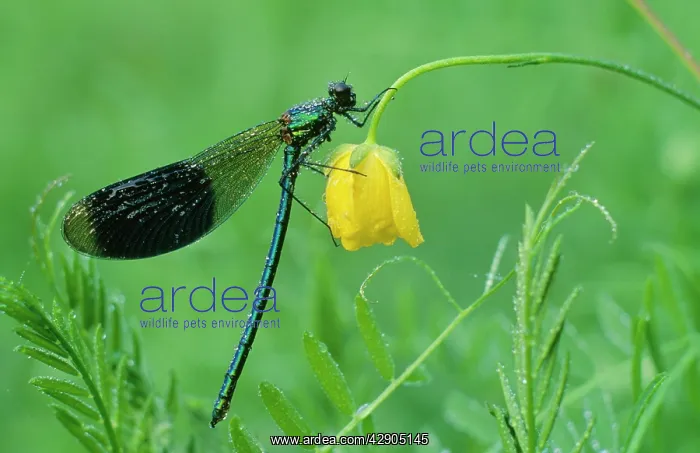 : Banded Demoiselle DAMSELFLY - Male covered with dew : Banded Demoiselle DAMSELFLY - Male covered with dew