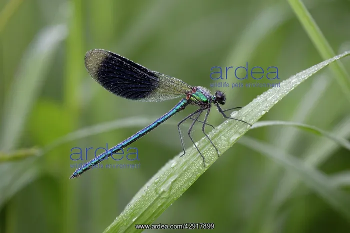 : Banded Demoiselle Damselfly - male covered with dew : Banded Demoiselle Damselfly - male covered with dew